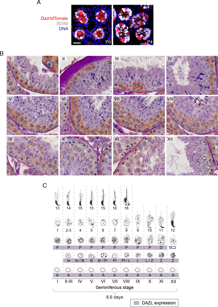 Figure 1—figure supplement 1.