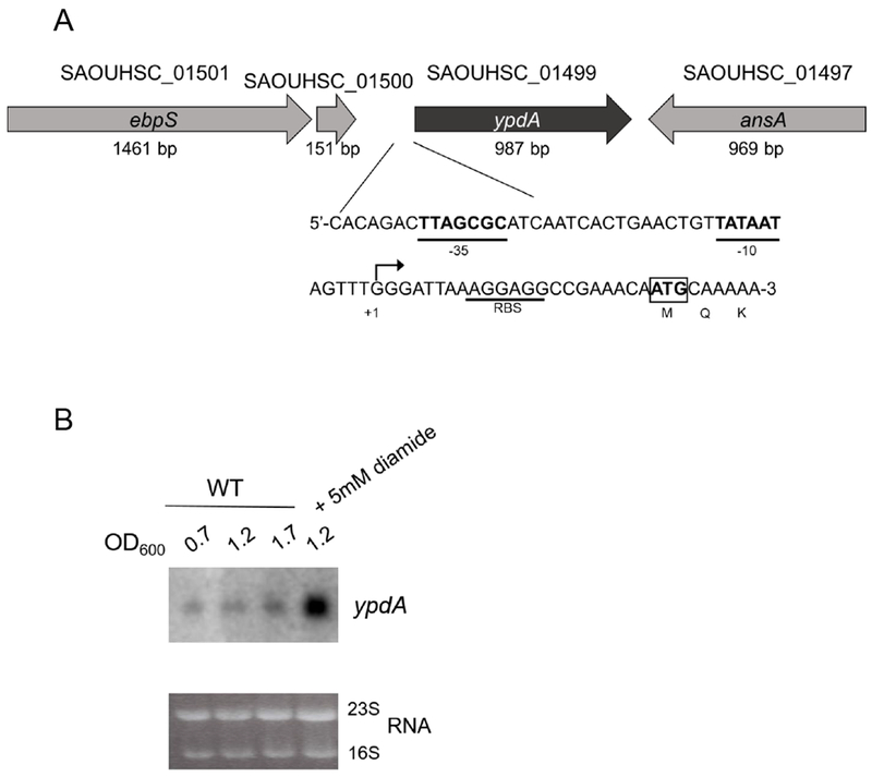 Figure 2: