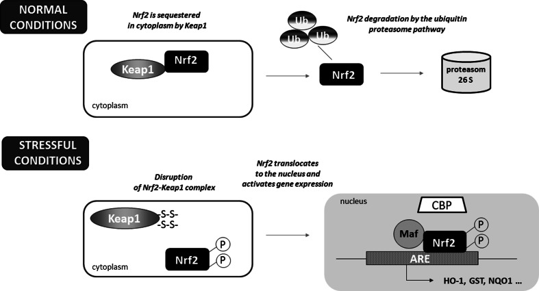 Fig. 1