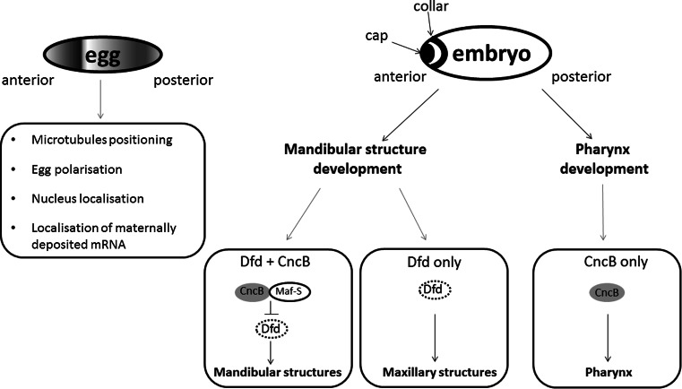 Fig. 4