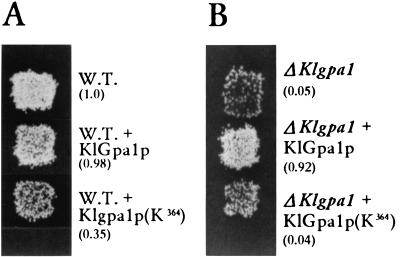 FIG. 5