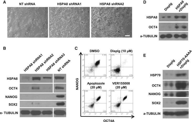 Figure 4