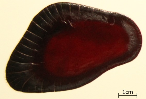 Figure 12