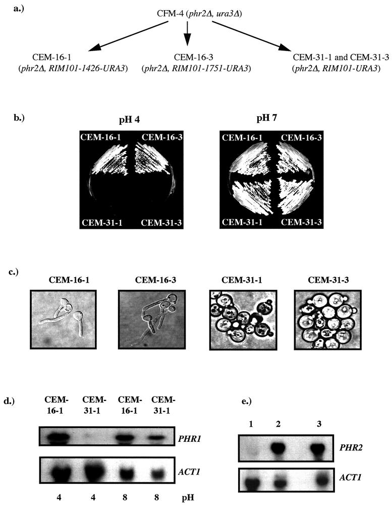 FIG. 3