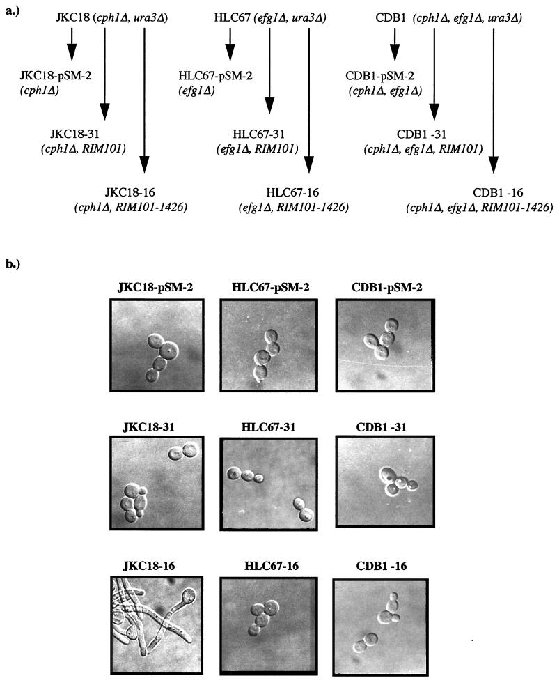 FIG. 5