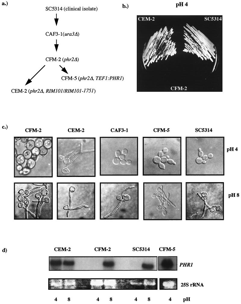 FIG. 1