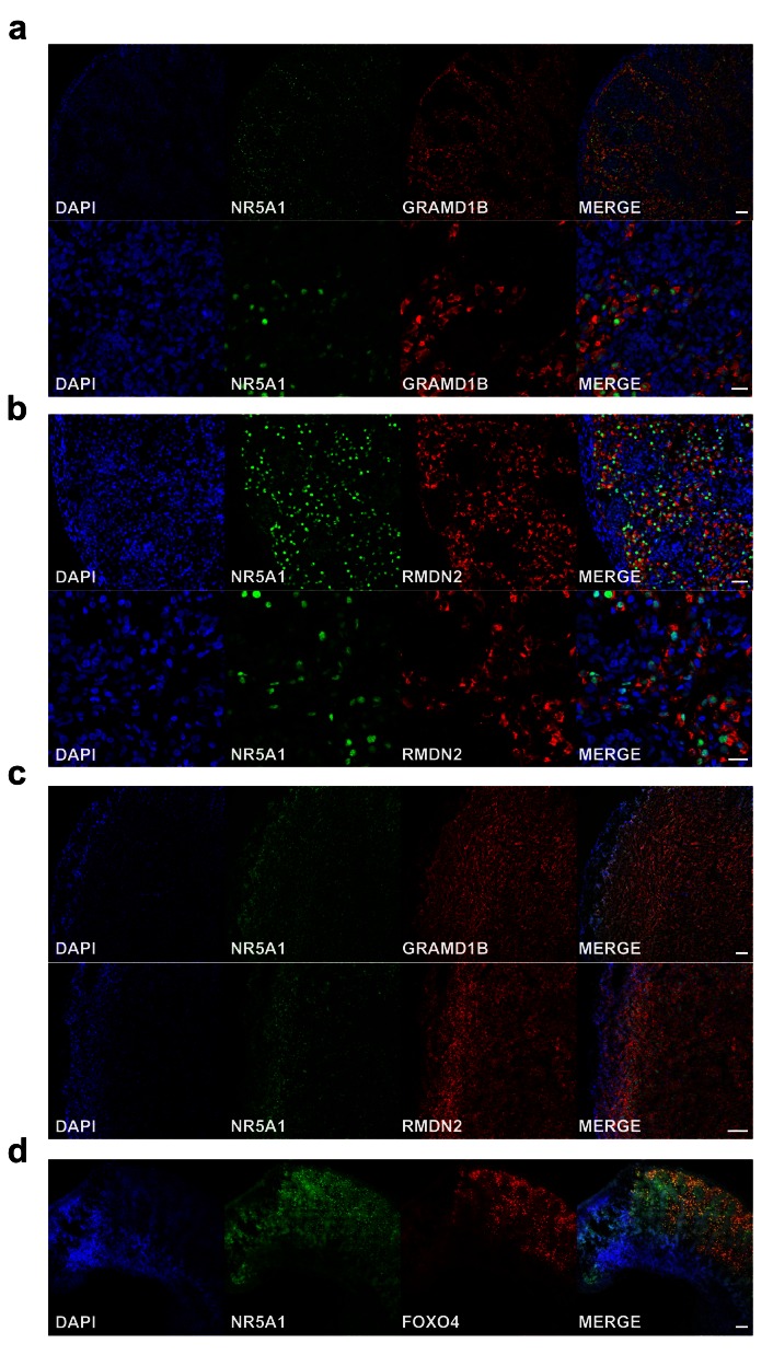 Figure 12. 