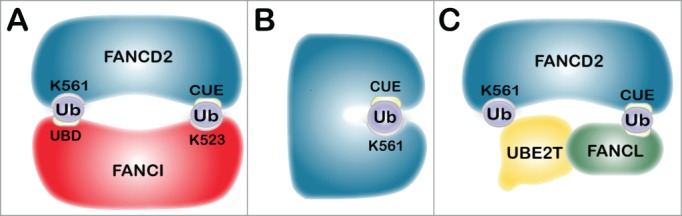 Figure 3.