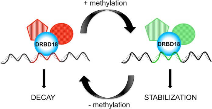 Figure 10.