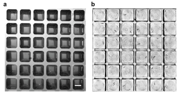 Figure 1—figure supplement 1.