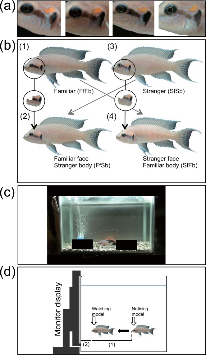 Fig 1