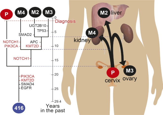 graphic file with name iti0816113unfig04.jpg