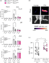 Mice lacking Bmal1 expression in FLS lose rhythmicity of disease effectors in joints.