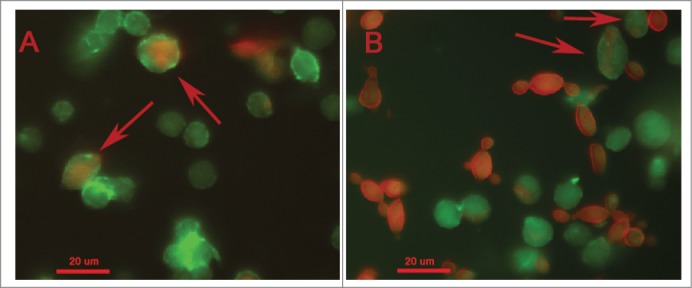 Figure 7.