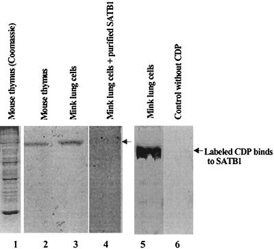 FIG. 5