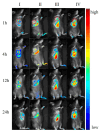 Figure 17