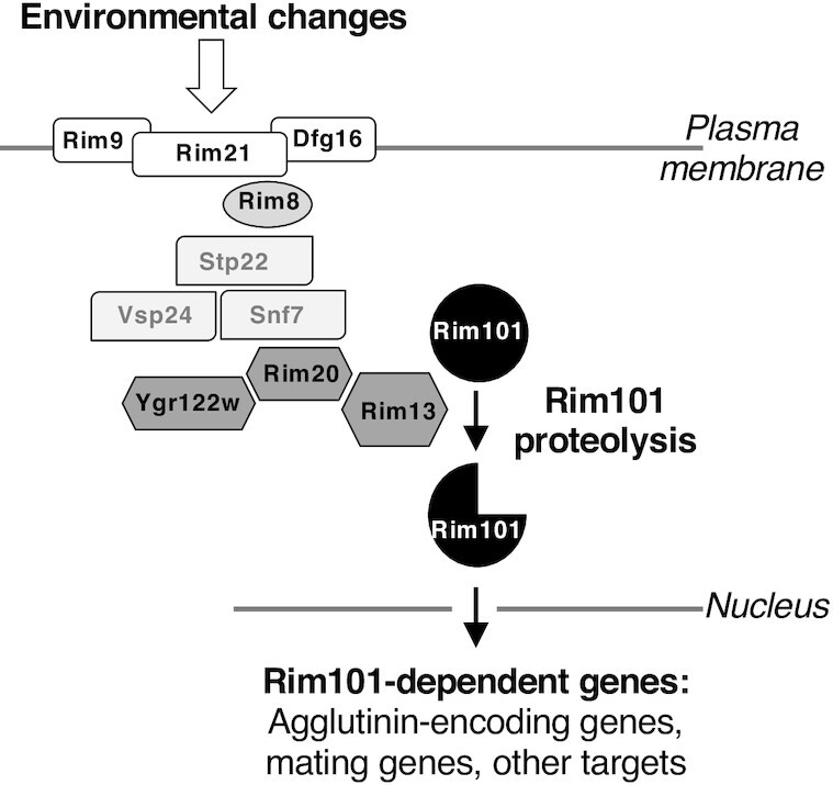 Figure 6.