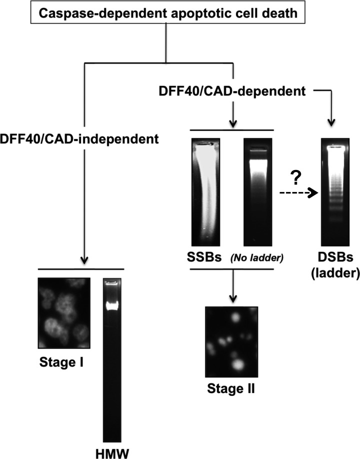 FIGURE 10.