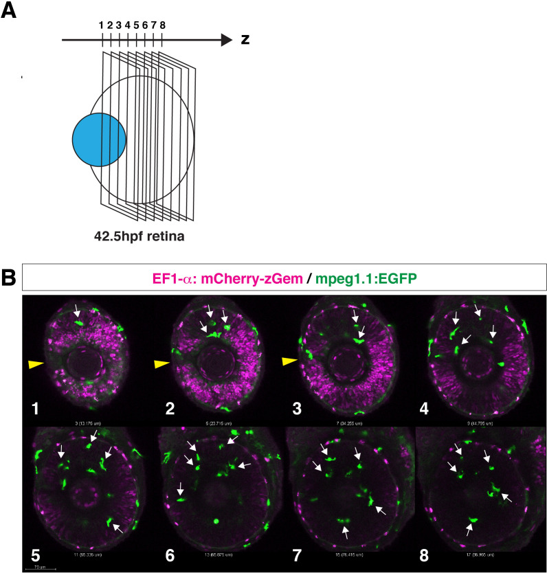 Figure 3—figure supplement 1.