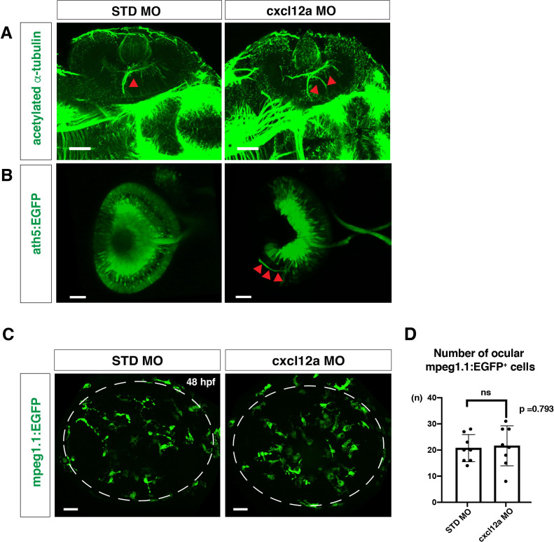 Figure 4—figure supplement 5.