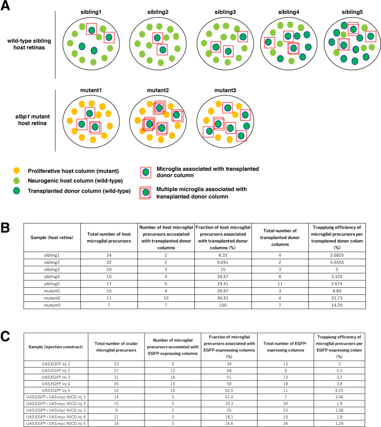 Figure 5—figure supplement 1.