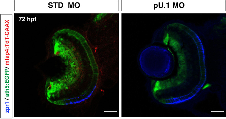 Figure 4—figure supplement 6.