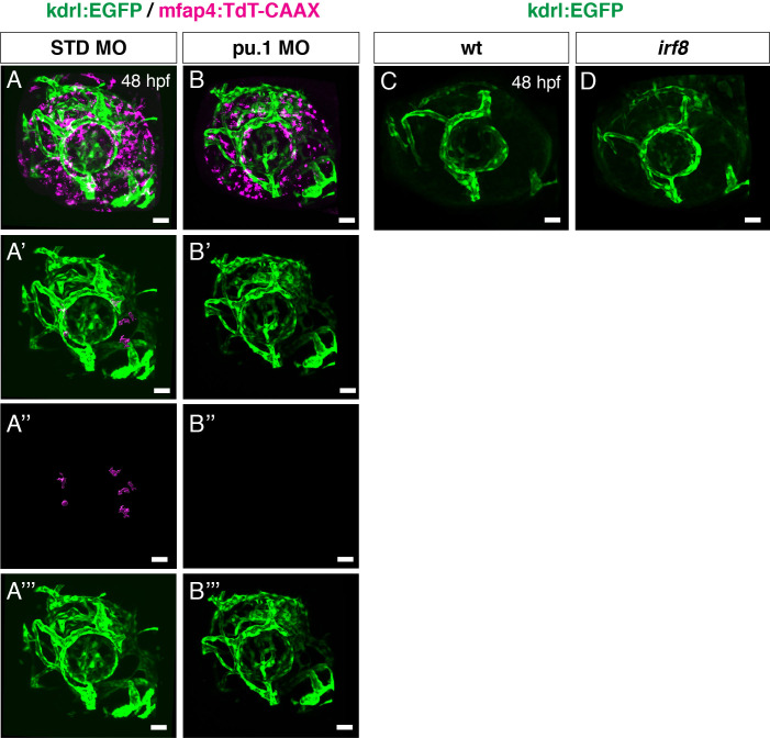 Figure 2—figure supplement 3.