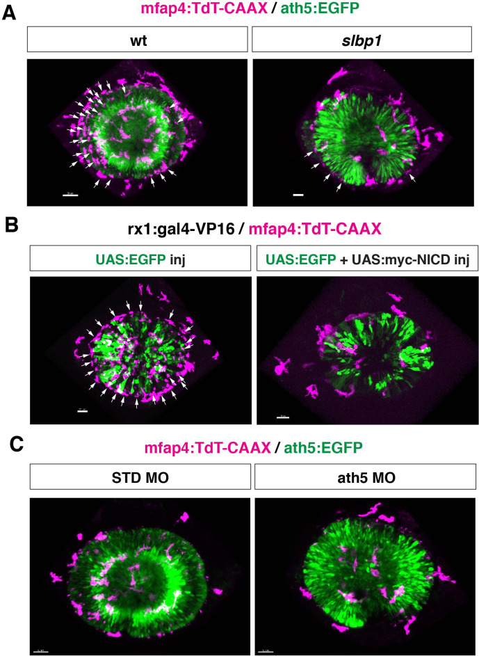 Figure 4—figure supplement 2.