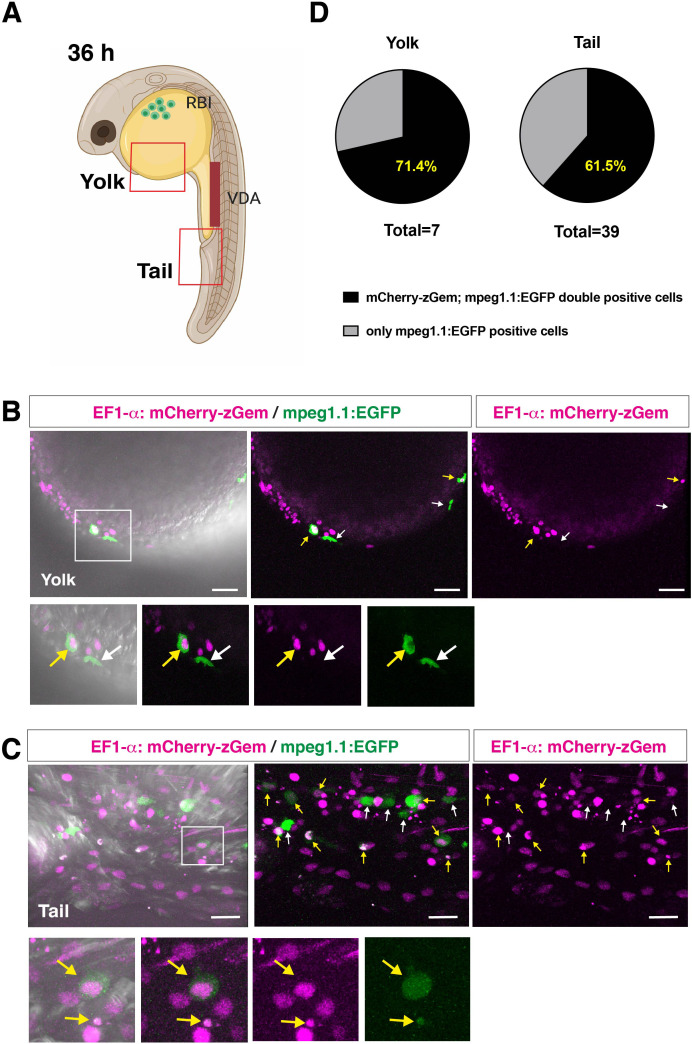 Figure 1—figure supplement 4.