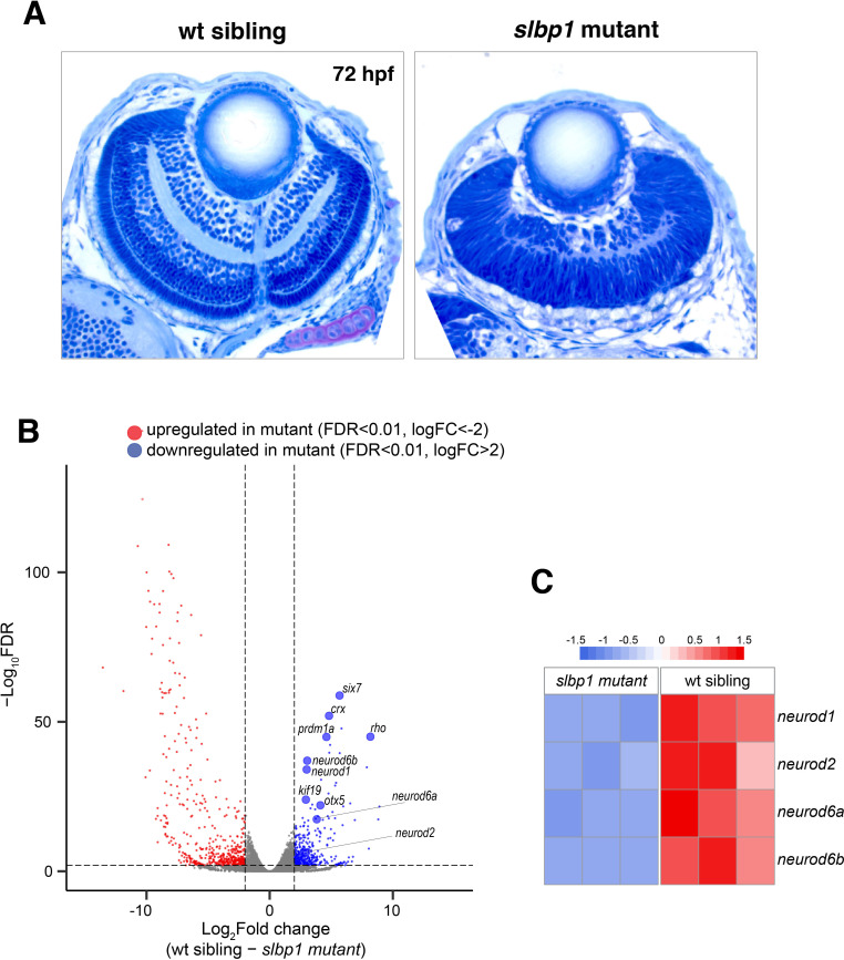 Figure 4—figure supplement 1.