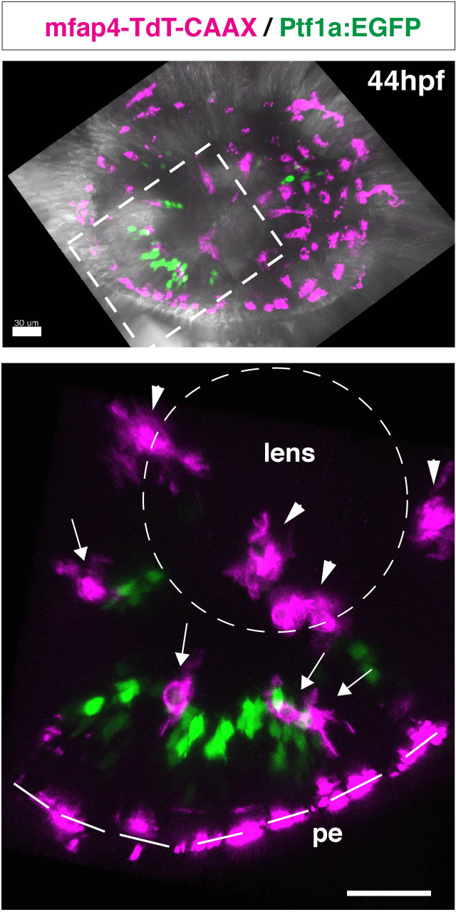 Figure 1—figure supplement 3.