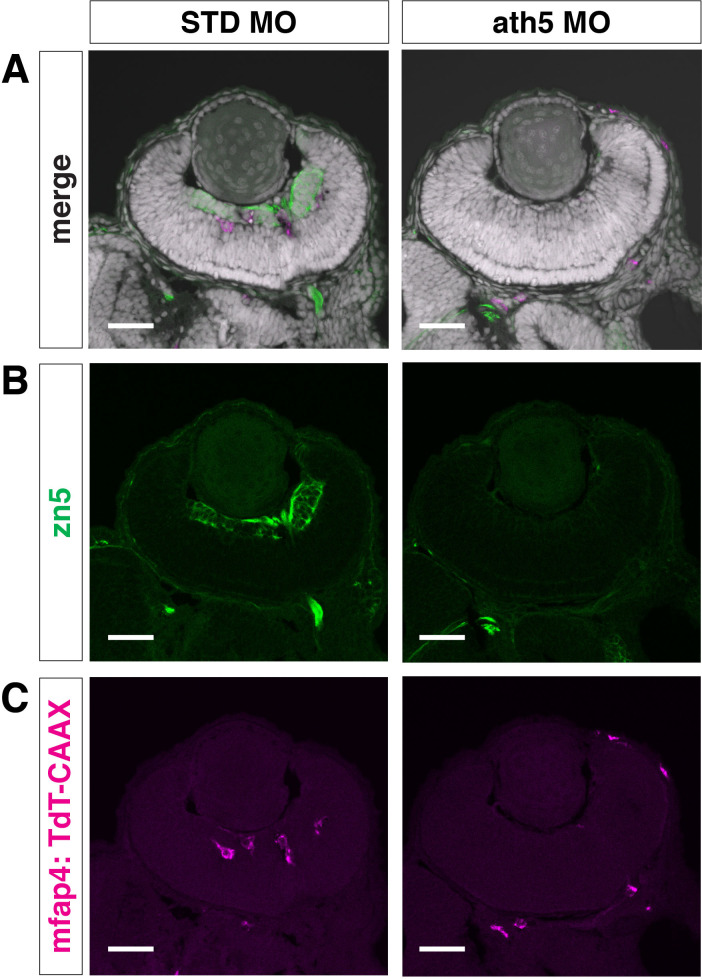 Figure 4—figure supplement 8.