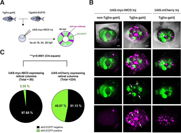 Figure 4—figure supplement 7.