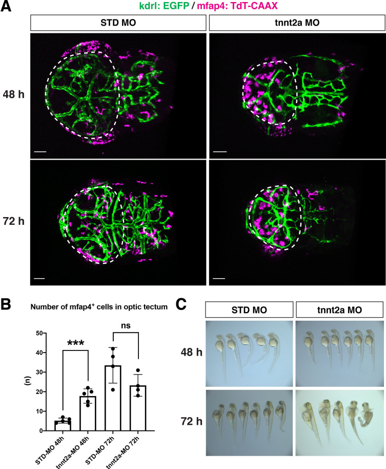 Figure 2—figure supplement 2.