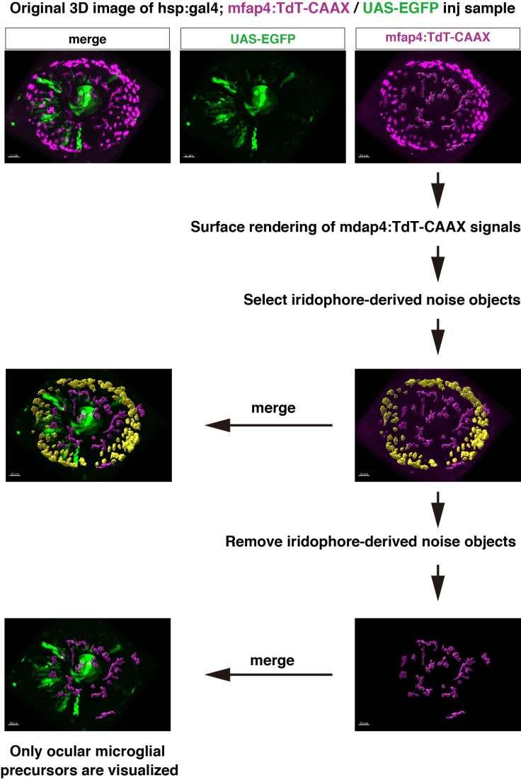 Figure 4—figure supplement 3.