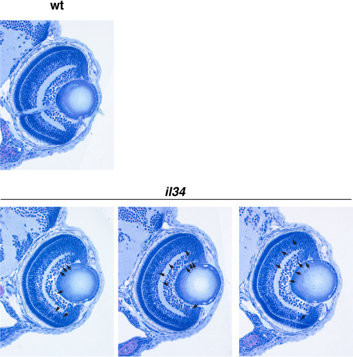 Figure 6—figure supplement 1.