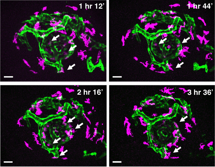 Figure 2—figure supplement 1.