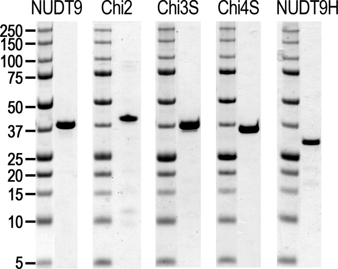 Figure 3—figure supplement 1.