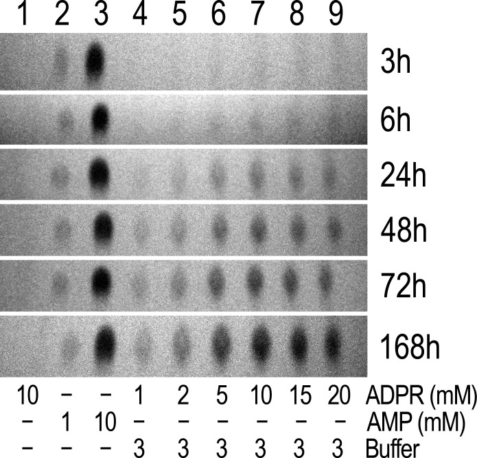 Figure 4—figure supplement 2.