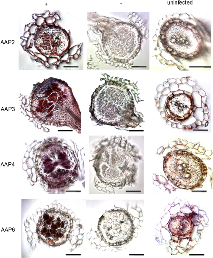 Fig. 2