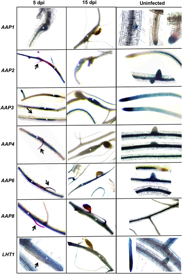 Fig. 1