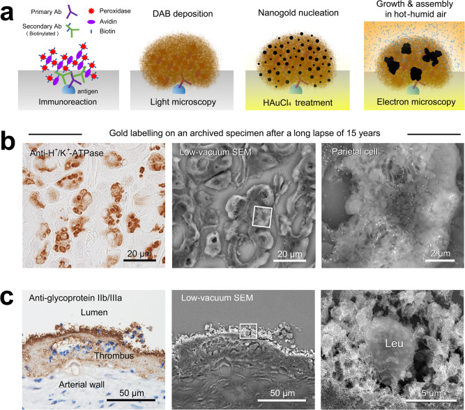 Fig. 9