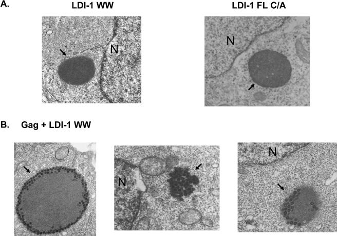 FIG. 4.