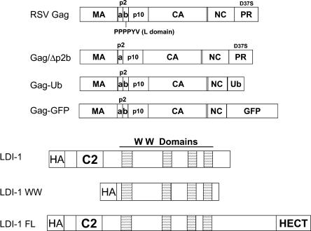 FIG. 1.