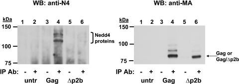 FIG. 2.