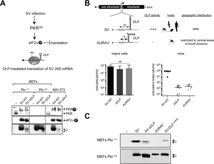 FIG 1