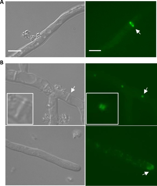 FIG 3