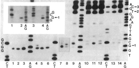 graphic file with name pnas01046-0174-b.jpg