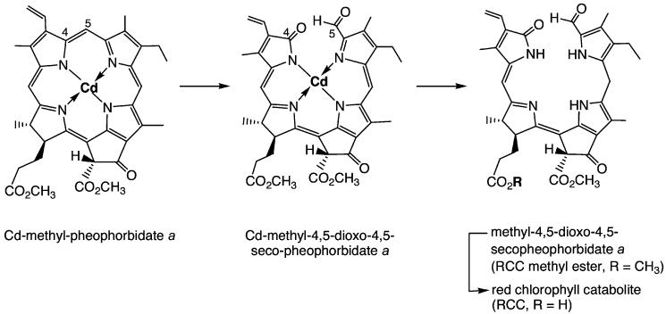 Scheme 3