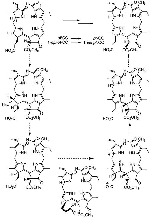 Scheme 5